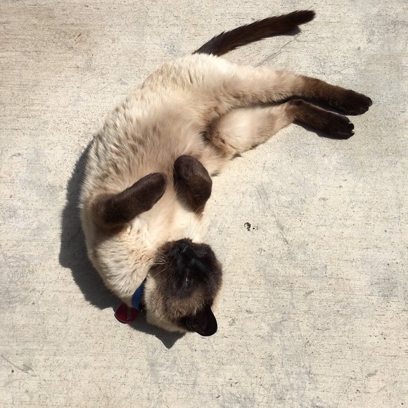 Meet your Posher, Suzanne - Picture 1 of 1